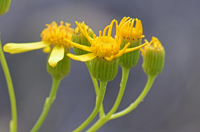 Senecio lemmonii, Lemmon's Ragwort